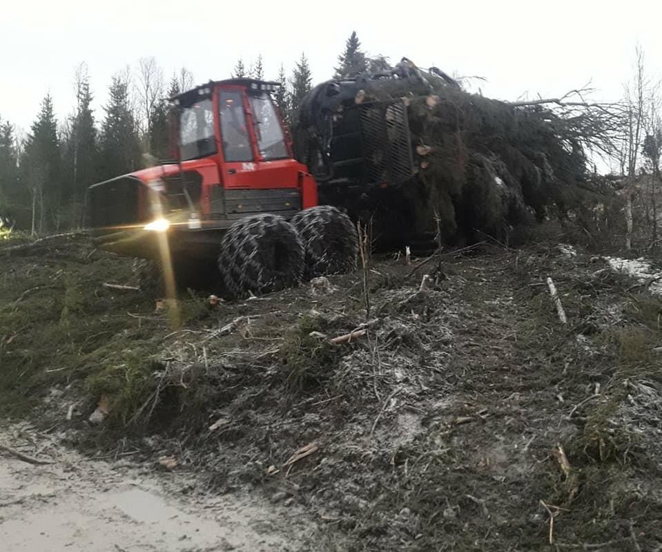 Felling av skog ved Fagerhaug Maskin  - Klikk for stort bilde